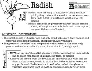 radish