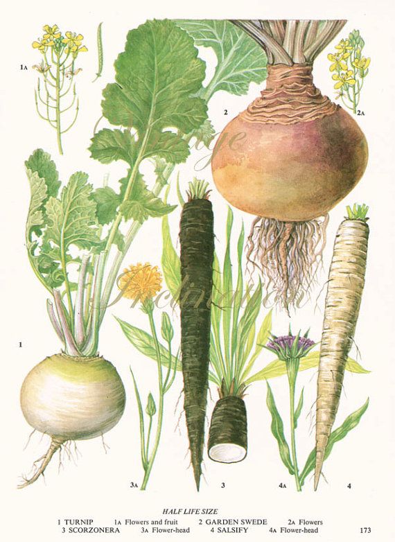 turnip drawing