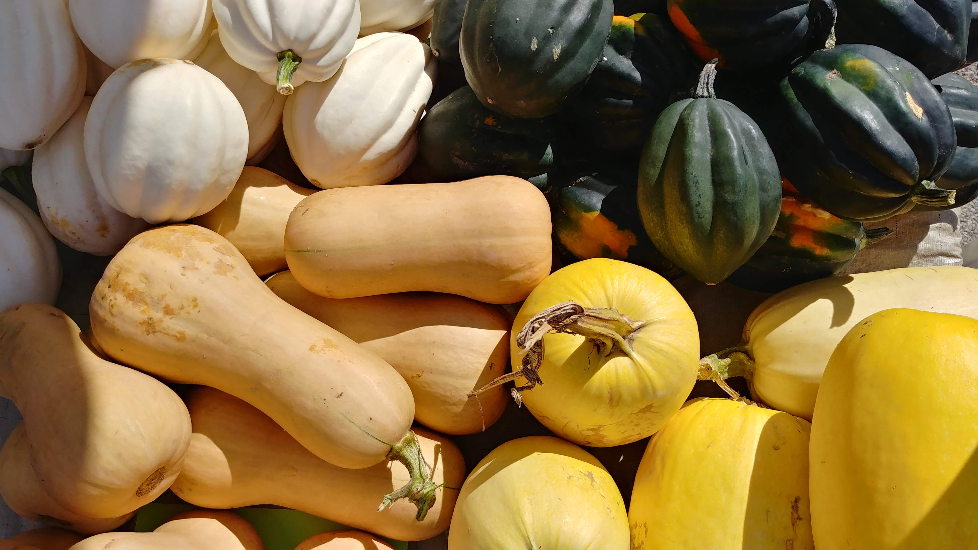 winter-squash-the-land-connection