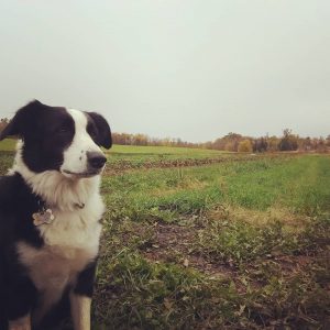Sprout the farm dog at Seeds Farm