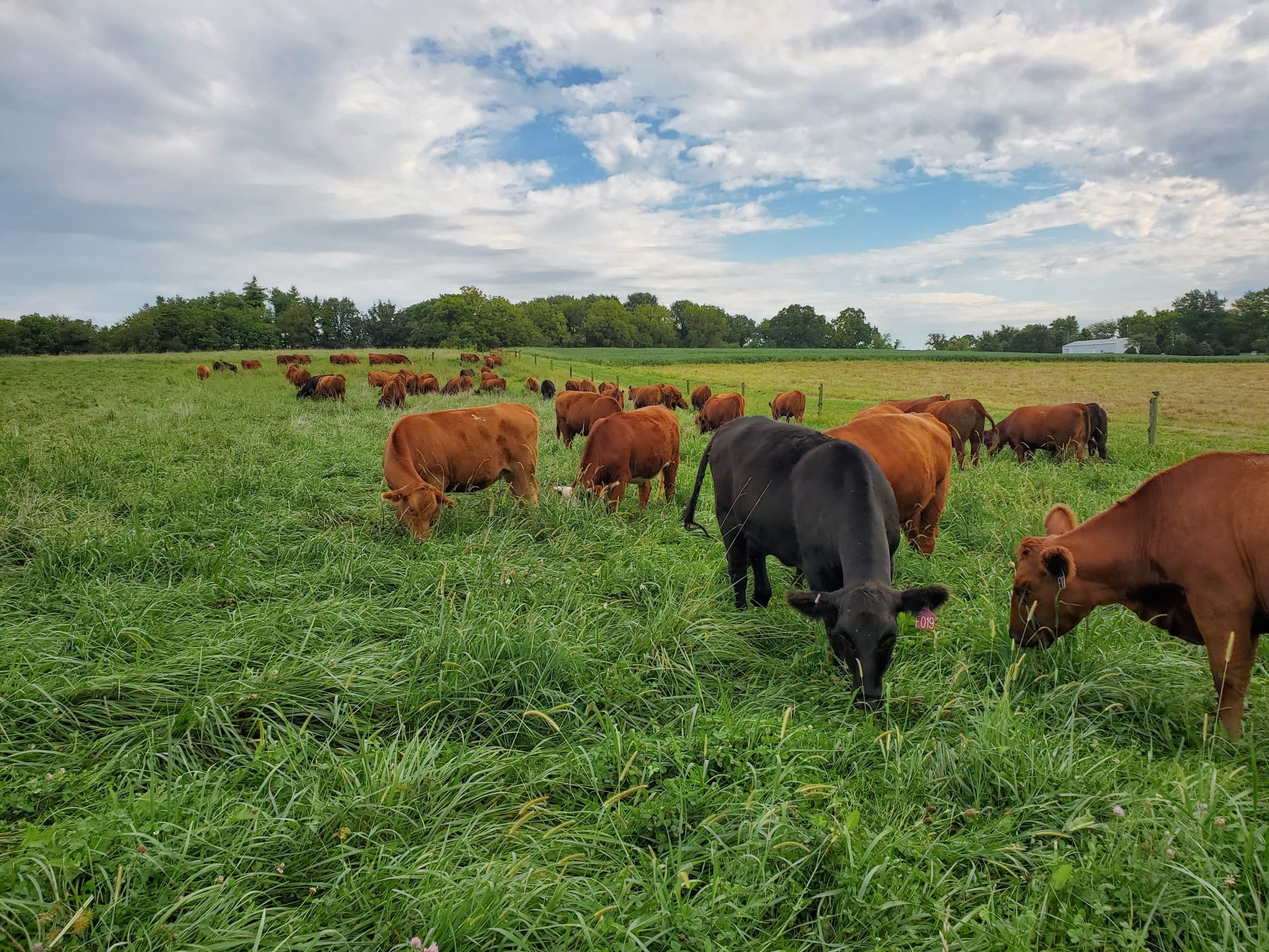 dairy-cow-grazing-in-a-field-herd-of-cows-grazing-in-a-pasture