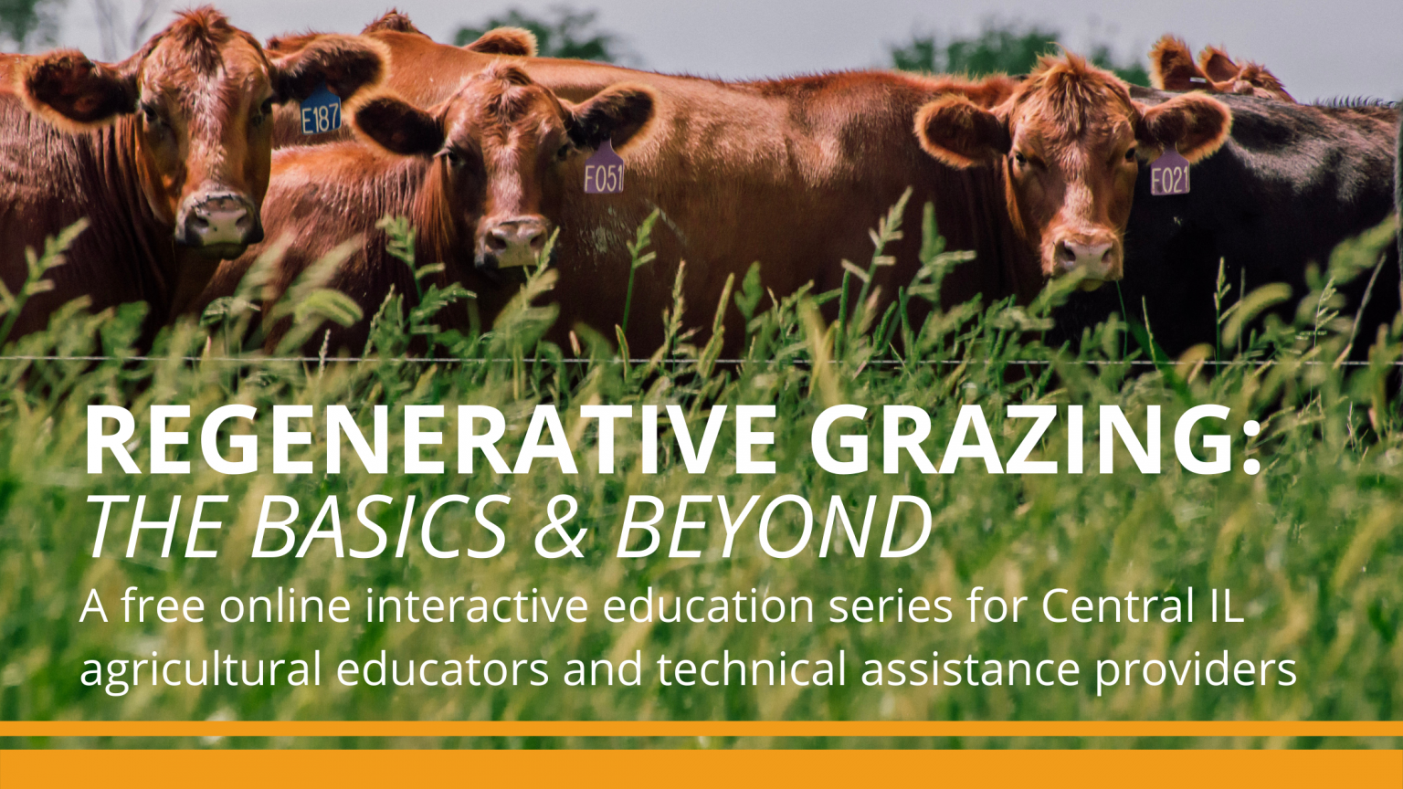 Regenerative Grazing: The Basics & Beyond - The Land Connection