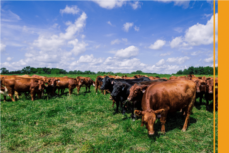 Regenerative Grazing: The Basics & Beyond - The Land Connection