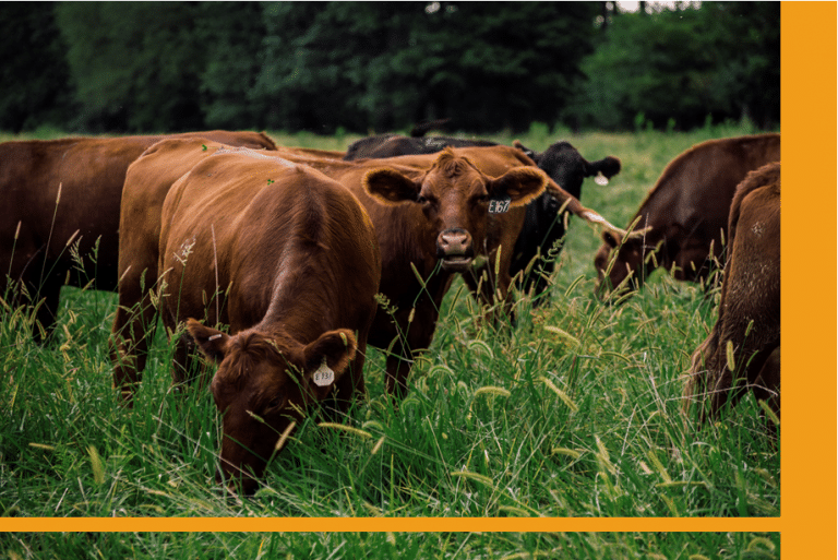 Regenerative Grazing The Basics & Beyond The Land Connection