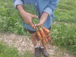 Humbleweed Farm Carrots